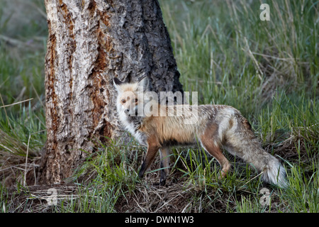 Red Fox (Vulpes vulpes) (Vulpes fulva), Yellowstone National Park, Wyoming, United States of America, North America Stock Photo