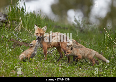 Red Fox (Vulpes vulpes) (Vulpes fulva) vixen and two kits, Yellowstone National Park, Wyoming, United States of America Stock Photo