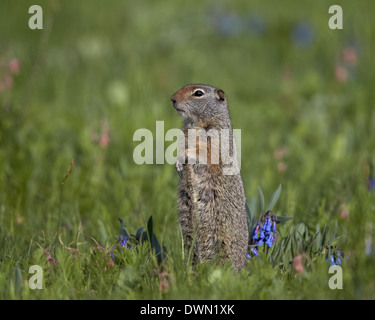 Uinta Ground Squirrel (Urocitellus armatus) among Mountain Bluebell (Mertensia ciliata), Yellowstone National Park, Wyoming Stock Photo