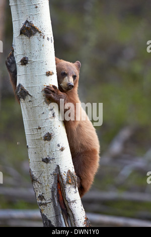 Cinnamon Black Bear (Ursus americanus) yearling cub climbing a tree, Yellowstone National Park, Wyoming Stock Photo