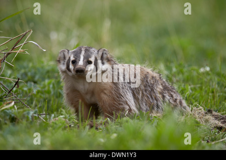 Badger (Taxidea taxus), Yellowstone National Park, Wyoming, United States of America, North America Stock Photo