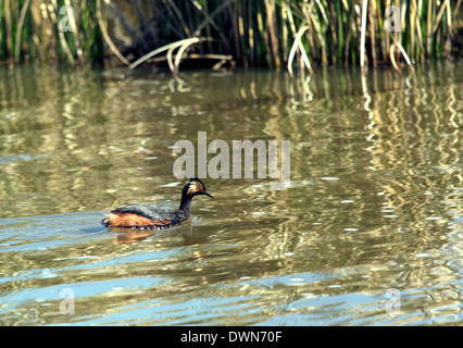 An eared grebe or black necked grebe in mating plumage on a lake Stock Photo
