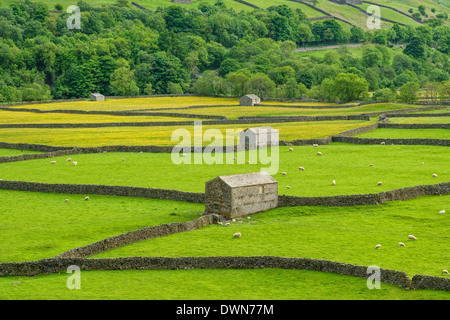 The barns, dry stone walls and buttercup meadows at Gunnerside, Swaledale, North Yorkshire, Yorkshire, England, United Kingdom Stock Photo
