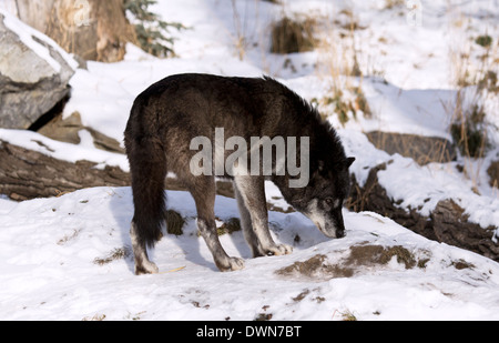 A gray wolf sniffing the ground in a snow covered field Stock Photo