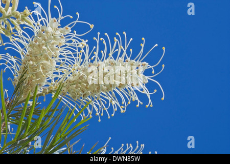 close up of a cream grevillea with blue sky background Stock Photo