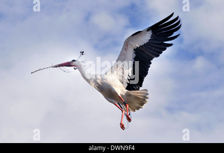 Flying stork in the sky with a branch in its beak Stock Photo