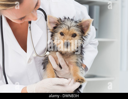 Vet holding cute puppy Stock Photo