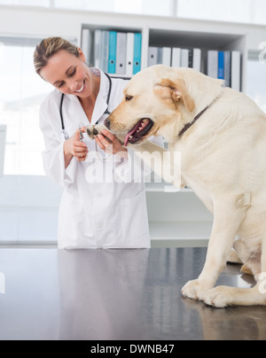 Dog getting claws trimmed by vet Stock Photo