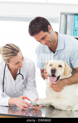 Dog getting claws trimmed by vet Stock Photo