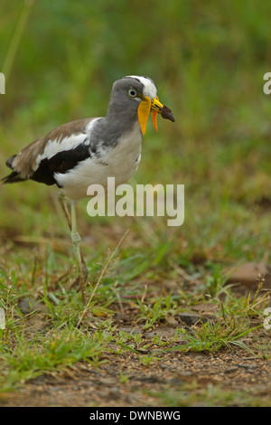 Whitecrowned Lapwing (Vanellus albiceps) in flight at sunrise, Lake