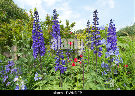 Lush delphiniums growing in grannies herbaceous border in old Victorian style with traditional plants and Canterbury bells Stock Photo