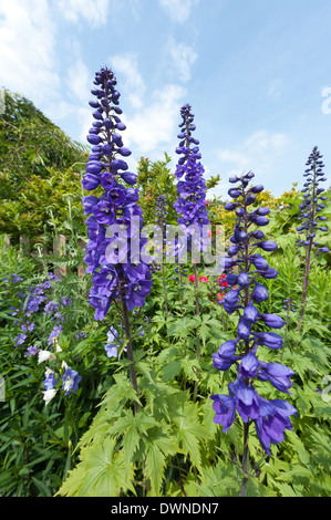 Lush delphiniums growing in grannies herbaceous border in old Victorian style with traditional plants and Canterbury bells Stock Photo