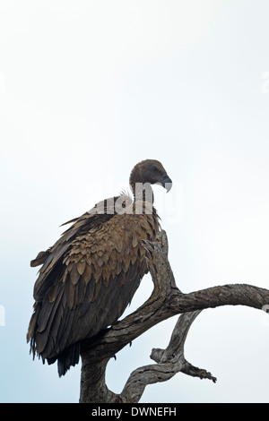 White-backed Vulture (Gyps africanus), immature, Kruger National Park South Africa Stock Photo