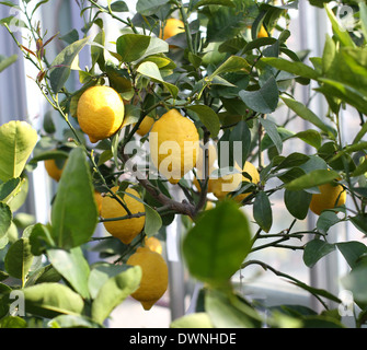 ripe yellow lemons hanging from the tree of the Mediterranean lush orchard Stock Photo