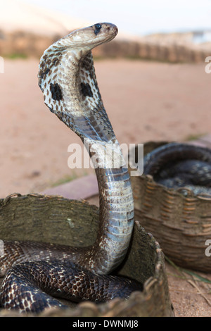 Indian Cobra, Asian Cobra or Spectacled Cobra (Naja naja), Pettigalawatta Region, Southern Province, Sri Lanka Stock Photo