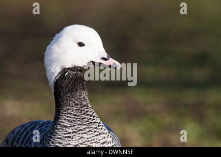 Emperor goose (Chen canagica) Stock Photo