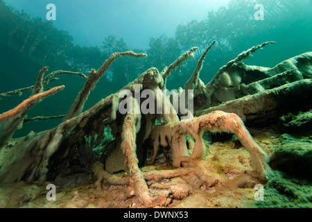 Roots with Slime Algae, total internal reflection, trees, underwater landscape, Fernsteinsee Lake, Tyrol, Austria Stock Photo