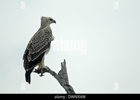 Martial Eagle (Polemaetus bellicosus), juvenile perched on a branch, Kruger National Park South Africa Stock Photo