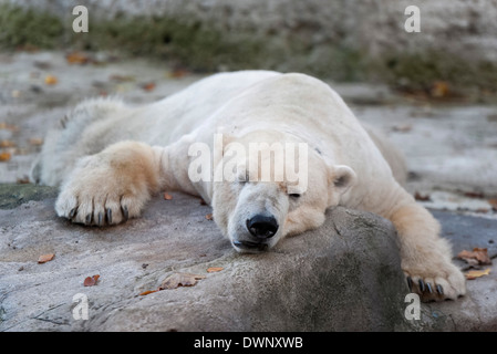 Polar Bear (Ursus maritimus), male named Yoghi, lying in its open-air enclosure at Hellabrunn Zoo, Munich, Upper Bavaria Stock Photo