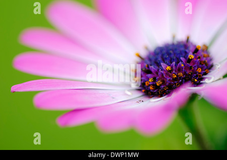 Cape Daisy, African Daisy or Cape Marguerite (Dimorphotheca ecklonis, Osteospermum ecklonis) Stock Photo