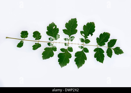 Golden Raintree or Panicled Golden Raintree (Koelreuteria paniculata), leaf Stock Photo