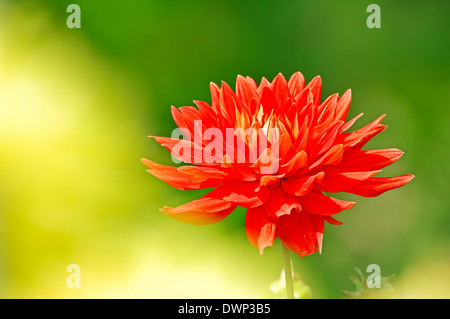 Cactus Dahlia (Dahlia x cultorum) Stock Photo