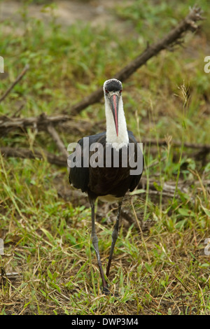 Woolly-necked Stork (Ciconia episcopus), Kruger National Park South Africa Stock Photo