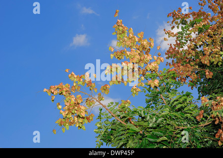 Golden Raintree or Panicled Golden Raintree (Koelreuteria paniculata) branch with fruits Stock Photo