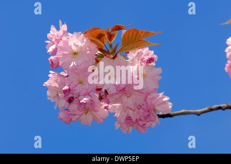 Japanese Cherry, Hill Cherry, Oriental Cherry, East Asian Cherry or Japanese Flowering Cherry (Prunus serrulata) in spring Stock Photo