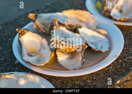 Oyster shells in the evening light as the sun goes down Stock Photo