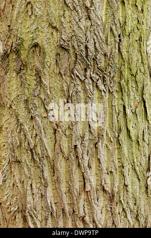 White Poplar, Silver Poplar or Silverleaf Poplar (Populus alba), bark, North Rhine-Westphalia, Germany Stock Photo