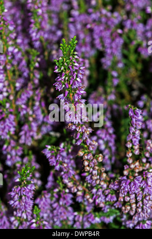 Section of a flowering clump of heather or ling ( Culluna vulgaris ) Stock Photo