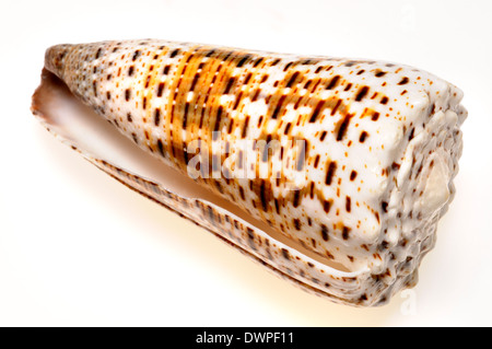 Lettered Cone shell [Conus litteratus] seashell. c7cm. Phillipines Stock Photo