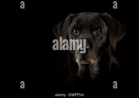 Labrador retriever dog male black background dog canine  head black background grey muzzle Stock Photo