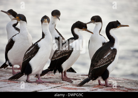 Blue-eyed Cormorant (Phalacrocorax atriceps) on Pebble Island in the Falkland Islands Stock Photo