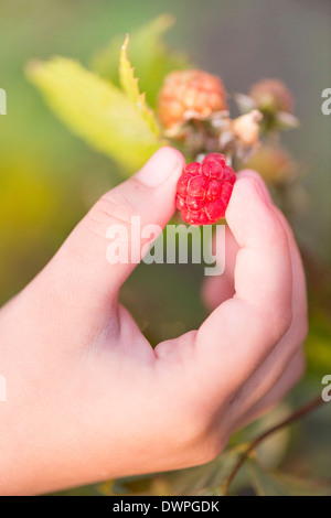 Close up of hand of child picking ripe raspberry on bush in garden