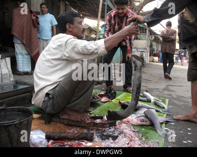 Man selling fish at a street market on February 01, 2009 in the Chowringhee area of Kolkata, West Bengal, India Stock Photo
