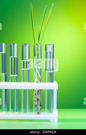 One fresh green sprout in the row of test tubes on green Stock Photo