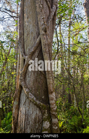 A cypress tree encircled by a Florida strangler fig in the National Audubon Society's Corkscrew Swamp Sanctuary. Stock Photo