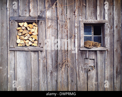 Snoozing cat in a window frame of a very old shed. In the other window frame there is some stacked firewood. Stock Photo