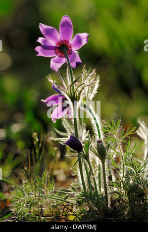Common Pasque Flower (Pulsatilla vulgaris), North Rhine-Westphalia, Germany Stock Photo