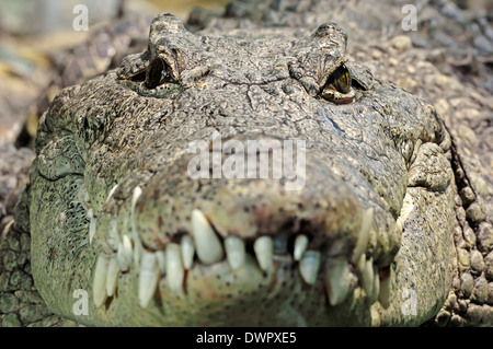 Nile Crocodile or Common Crocodile (Crocodylus niloticus) Stock Photo