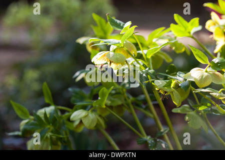 Hellebore plant with honey bee flying towards them Stock Photo