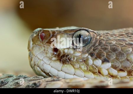 Mexican West Coast Rattlesnake, Mexican Green Rattler or Basilisk Rattlesnake (Crotalus basiliscus) Stock Photo