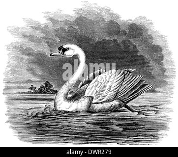 Mute Swan Stock Photo