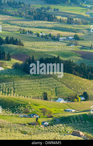 Pear, Apple, Cherry, and other fruit orchards of the Hood River valley Oregon in the spring. USA Stock Photo