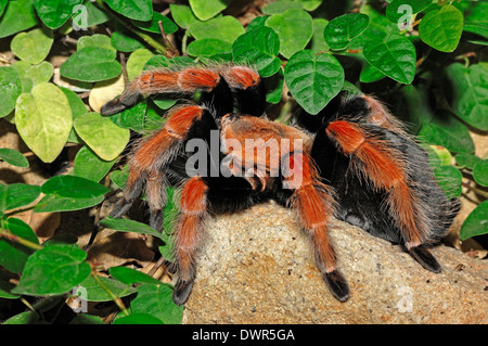 Mexican Fire Leg Tarantula, Mexican Beauty Tarantula or Mexican Rustleg Tarantula (Brachypelma boehmei) Stock Photo