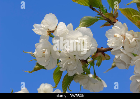 Cherry 'Plena' (Prunus avium) Stock Photo