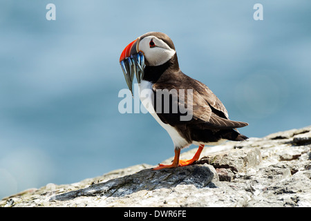 Puffin with sand eels in his beak on a rock;