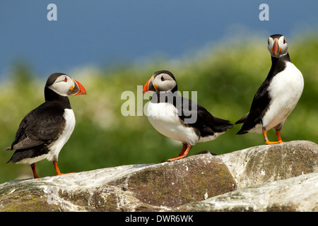 Three puffins standing waiting  on rocks in summer on the Staple Island, Farne Islands, Northumberland, England, UK Stock Photo